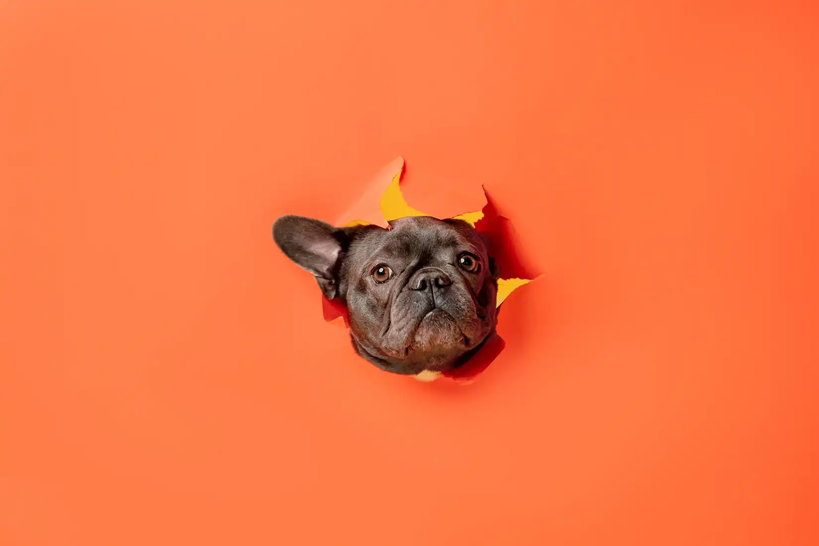 French bulldog peeking through torn orange paper utc